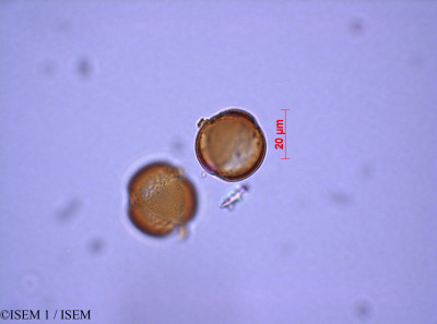 ISEM 1/Veronica_anagallis-aquatica_29213/Veronica_anagallis-aquatica_29213_0001(copy)_thumb.jpg